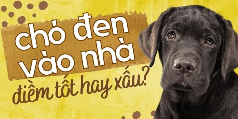 Ý nghĩa của việc thấy chó lạ vào nhà là gì?