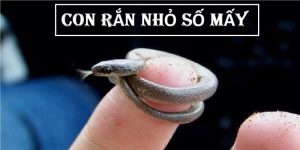 Mộng thấy ổ rắn nhỏ nên chú ý sức khoẻ và đi lại