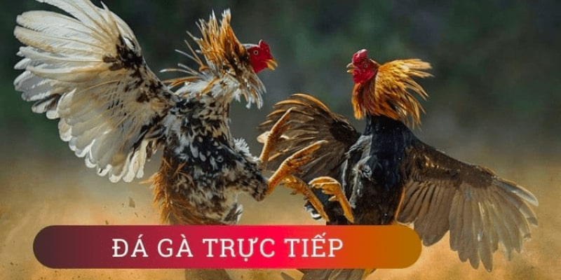 4 bước để xem đá gà trực tiếp cựa dao