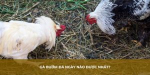 Giới thiệu về giống gà bướm nhiều may mắn