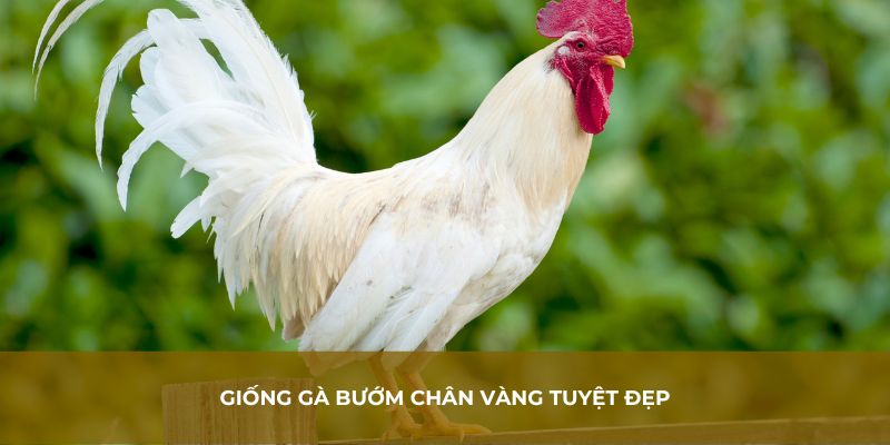 Giống gà bướm chân vàng tuyệt đẹp