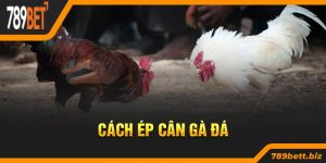 Tìm hiểu Các Cách Ép Cân Gà Đá Được Sử Dụng Nhiều Hiện Nay