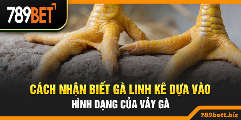 Cách nhận biết gà linh kê dựa vào hình dạng của vảy