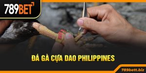 Khám Phá Đá Gà Cựa Dao Philippines Dành Cho Hội Viên Mới