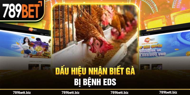 Dấu hiệu nhận biết gà bị bệnh EDS