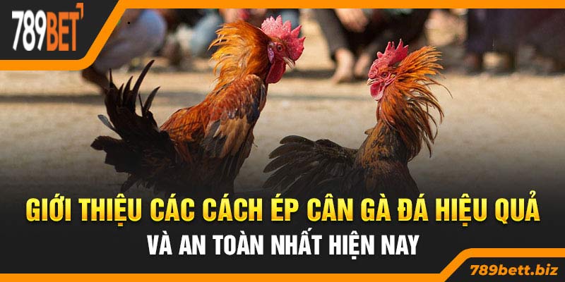 Giới thiệu các cách ép cân gà đá hiệu quả và an toàn nhất hiện nay