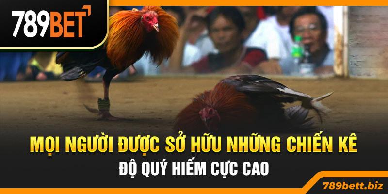 Mọi người được sở hữu những chiến kê độ quý hiếm cực cao