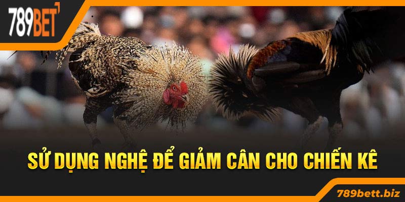 Sử dụng nghệ để giảm cân cho chiến kê