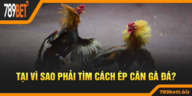 Tại vì sao phải tìm cách ép cân gà đá?