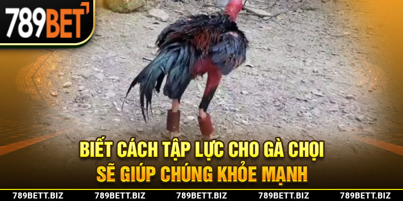 Biết cách tập lực cho gà chọi sẽ giúp chúng khỏe mạnh