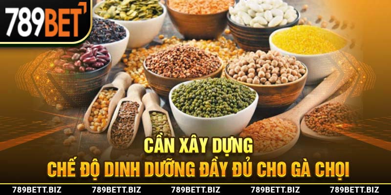 Cần xây dựng chế độ dinh dưỡng đầy đủ cho gà chọi