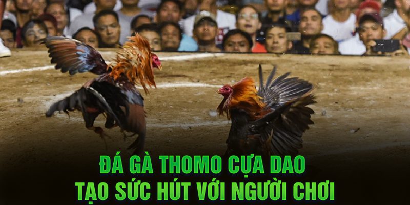 Đá gà Thomo cựa dao tạo sức hút với người chơi 