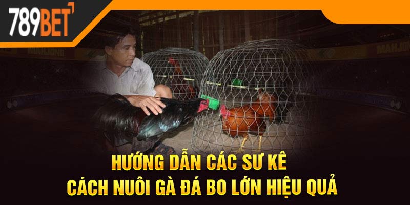 Hướng dẫn các sư kê cách nuôi gà đá bo lớn hiệu quả