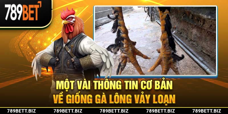 Một vài thông tin cơ bản về giống gà lông vảy loạn