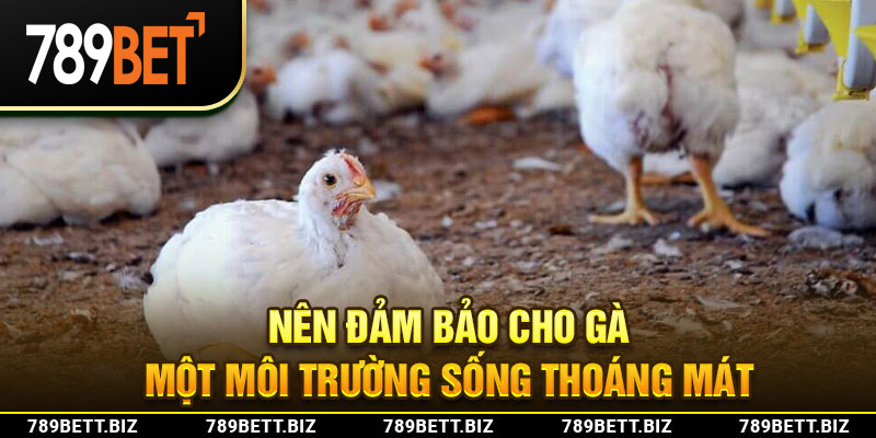 Nên đảm bảo cho gà một môi trường sống thoáng mát