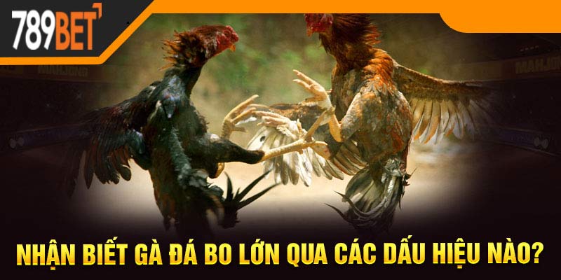 Nhận biết gà đá bo lớn qua các dấu hiệu nào?