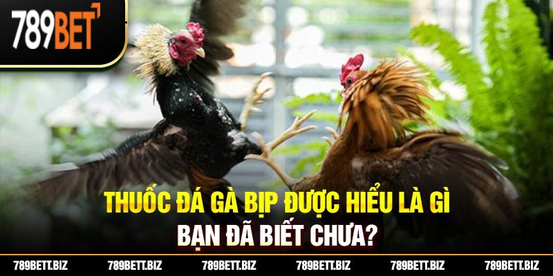 Thuốc đá gà bịp được hiểu là gì bạn đã biết chưa?